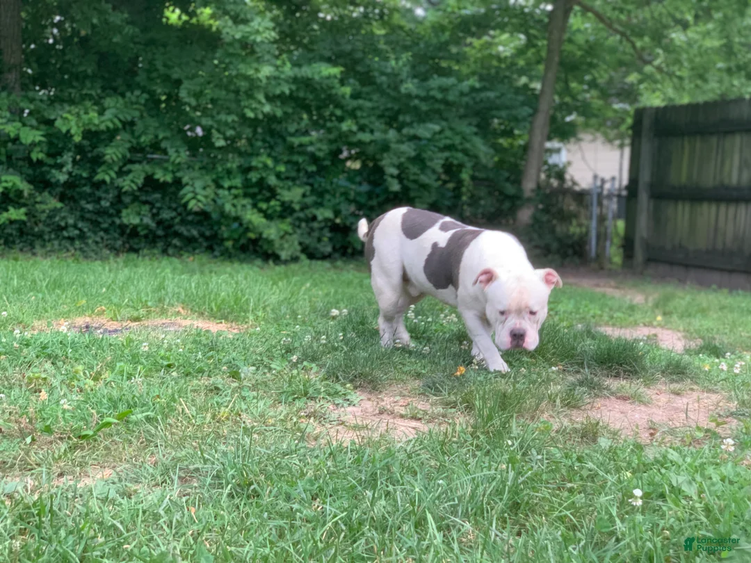 American Bully dogs for sale: Puppy 1 - Ad 2