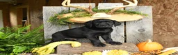 Labrador Retriever dogs for sale: Bingham - Ad 3