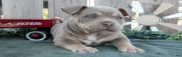 American Bully dogs for sale: Max - Ad 2