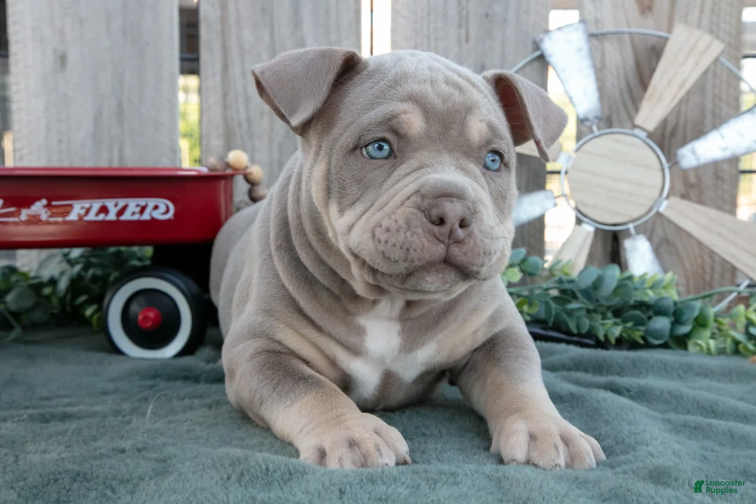 American Bully dogs for sale: Max - Ad 2