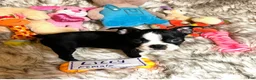 Boston Terrier dogs for sale:  Lilly - Ad 2