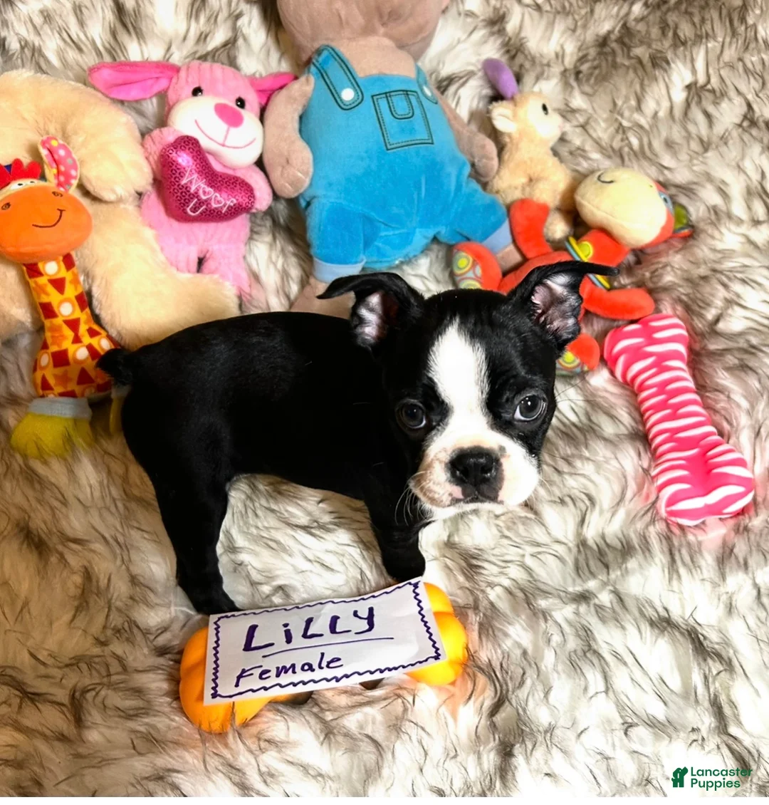 Boston Terrier dogs for sale:  Lilly - Ad 2