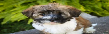 Rookie Havanese 