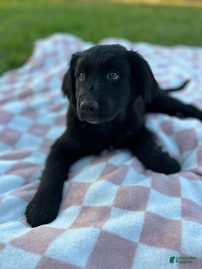 Mixed Breed dogs for sale: Oreo - Ad 1