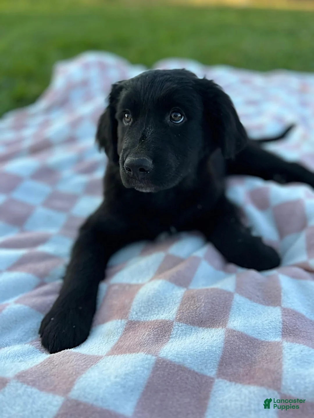 Mixed Breed dogs for sale: Oreo - Ad 1