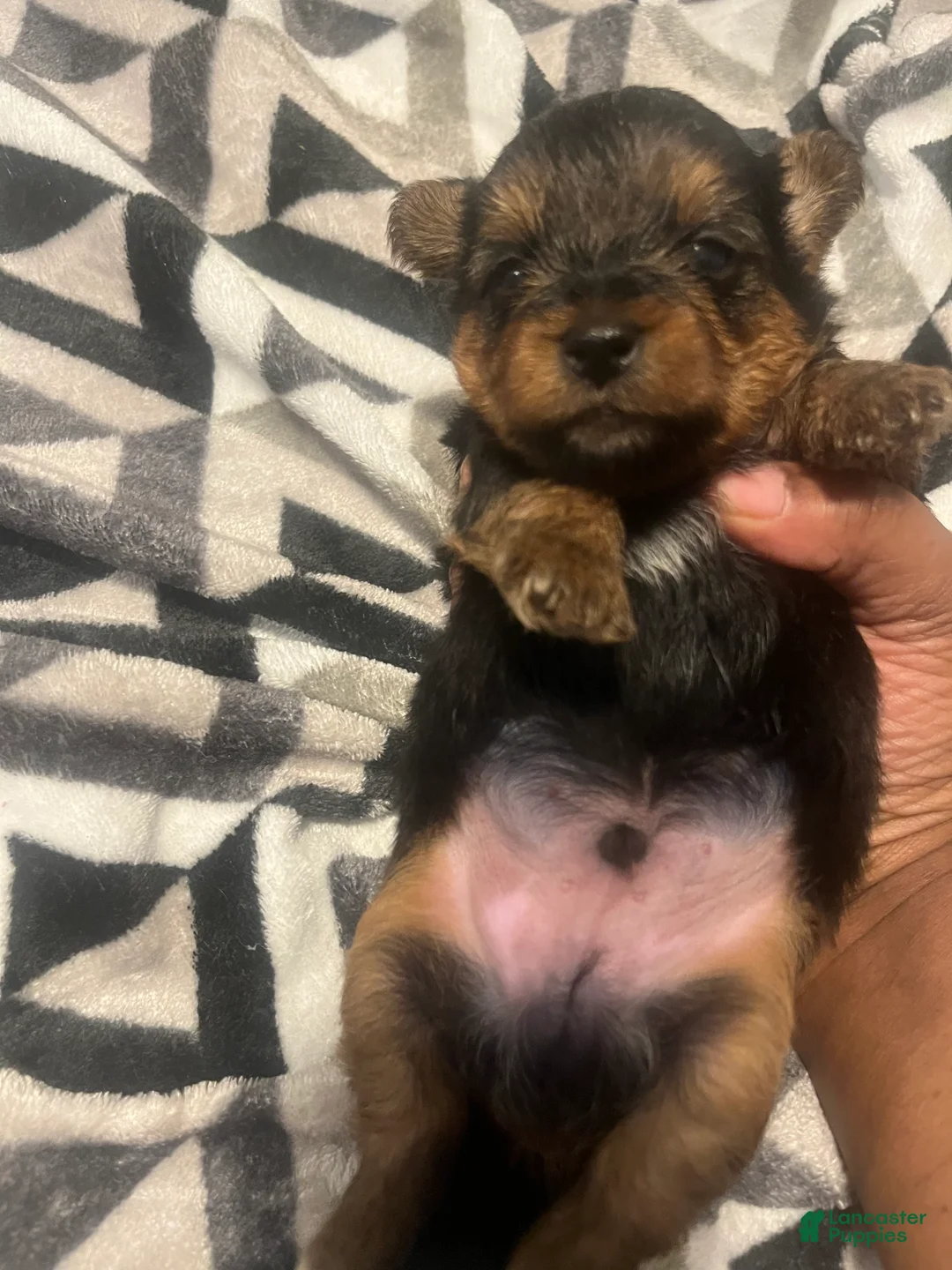Yorkiepoo dogs for sale: Marvin - Ad 2