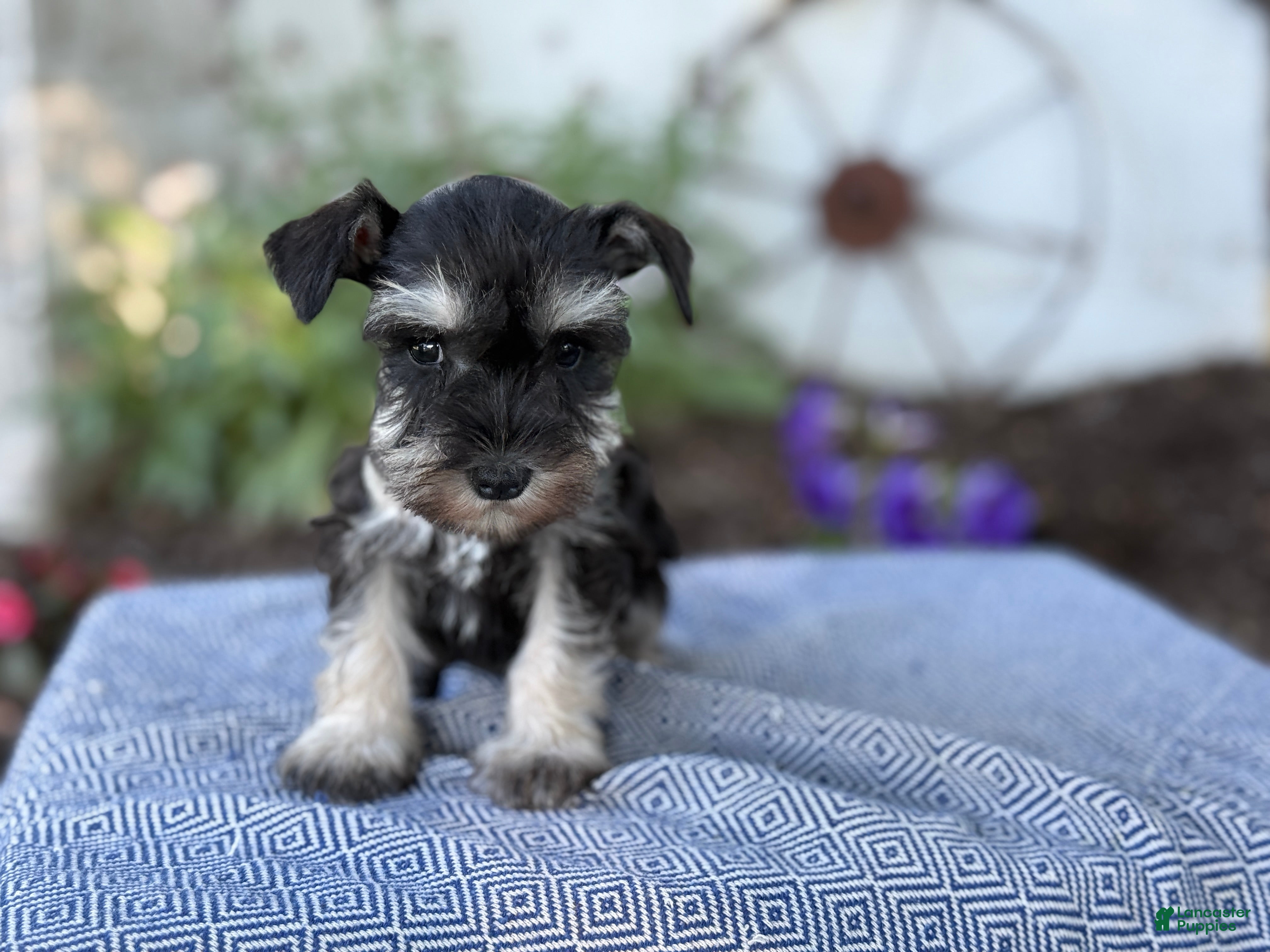 Miniature Schnauzer dogs Trixy - Ad 1