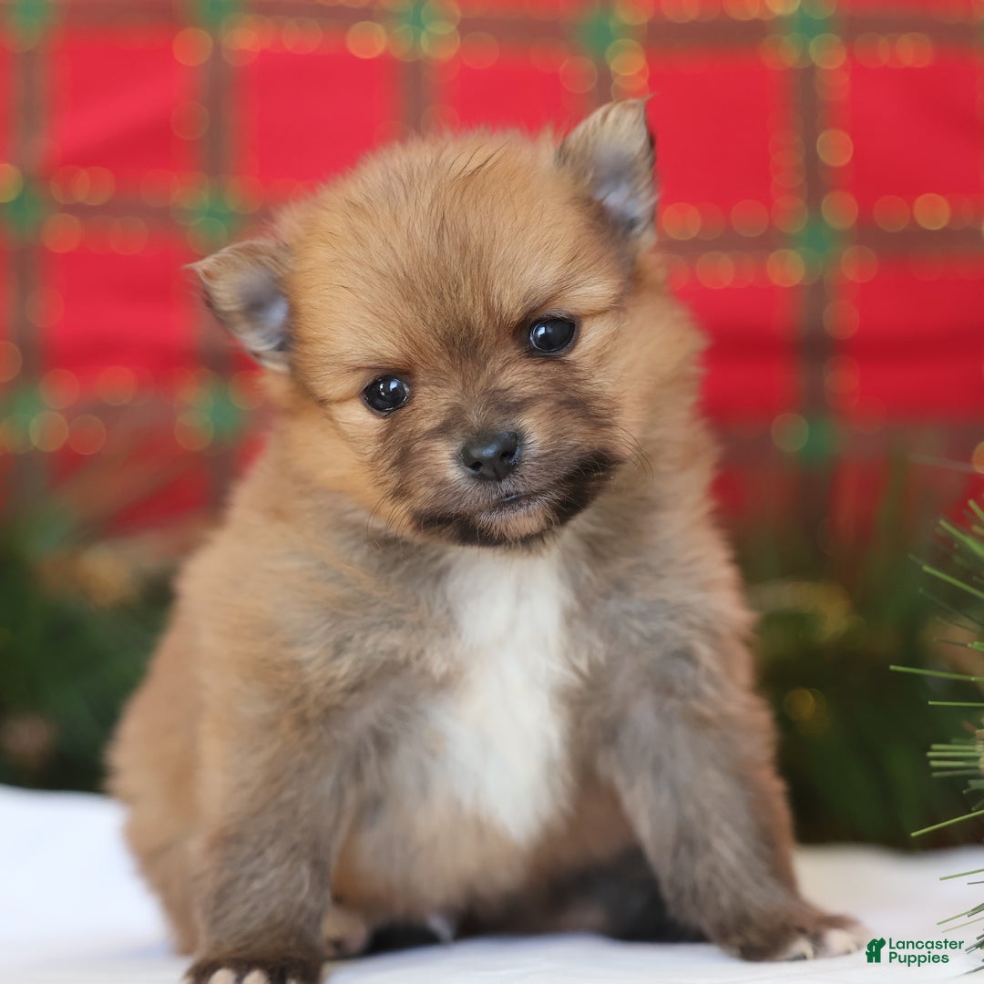 Pomeranian dogs for sale: Happy - Ad 2