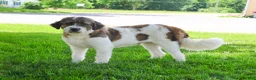 Saint Berdoodles dogs for sale: Willow  - Ad 6