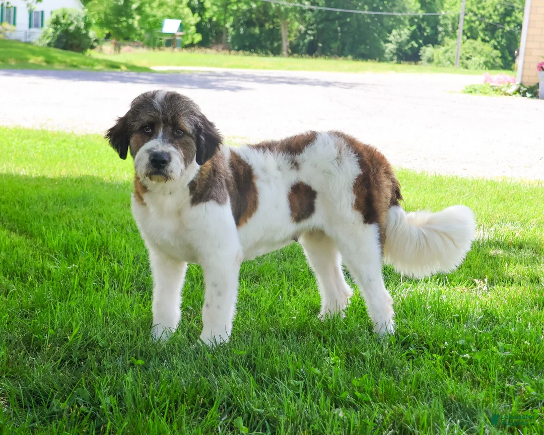 Saint Berdoodles dogs for sale: Willow  - Ad 6