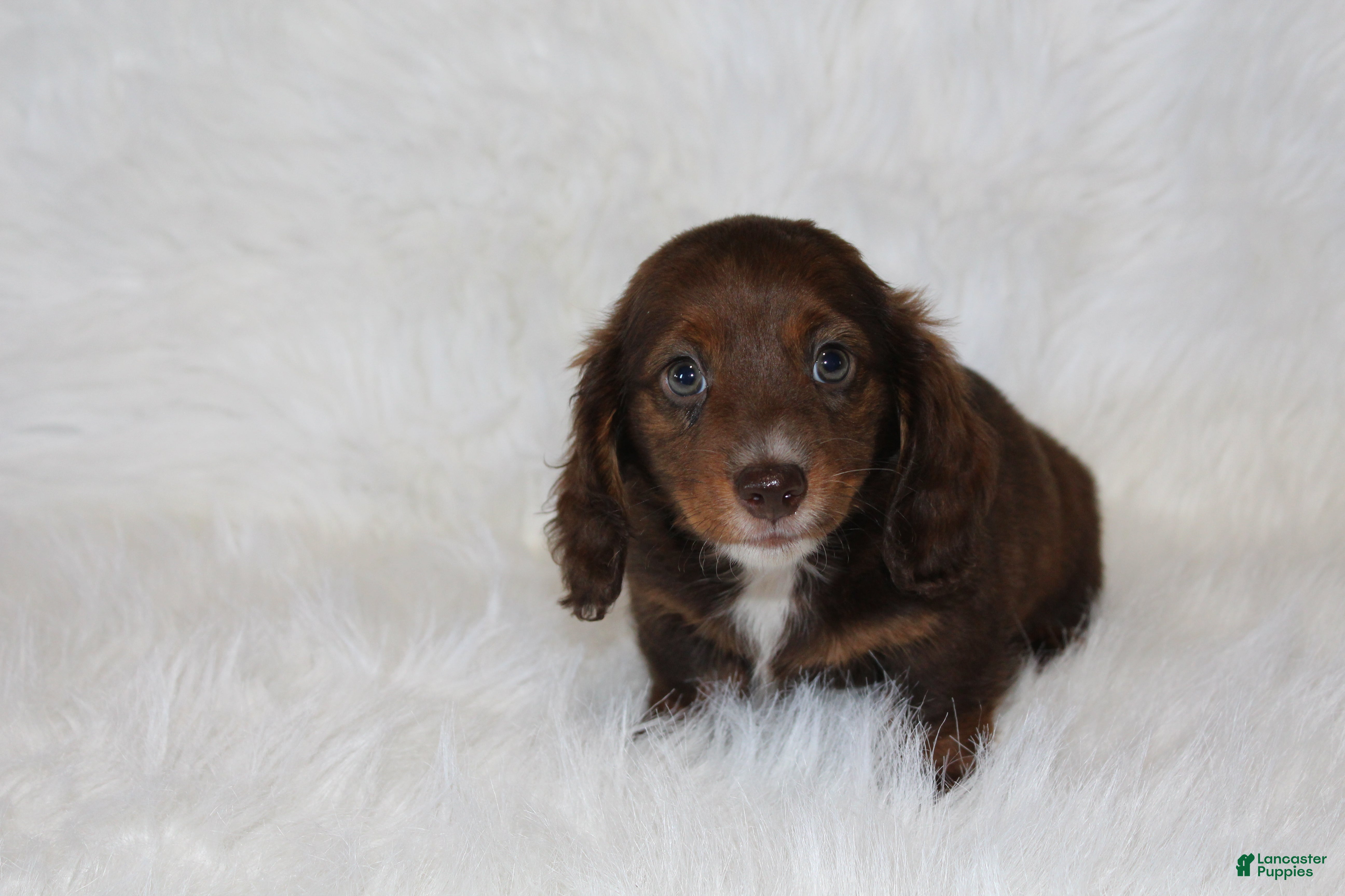 Miniature Dachshund dogs Jack - Ad 1
