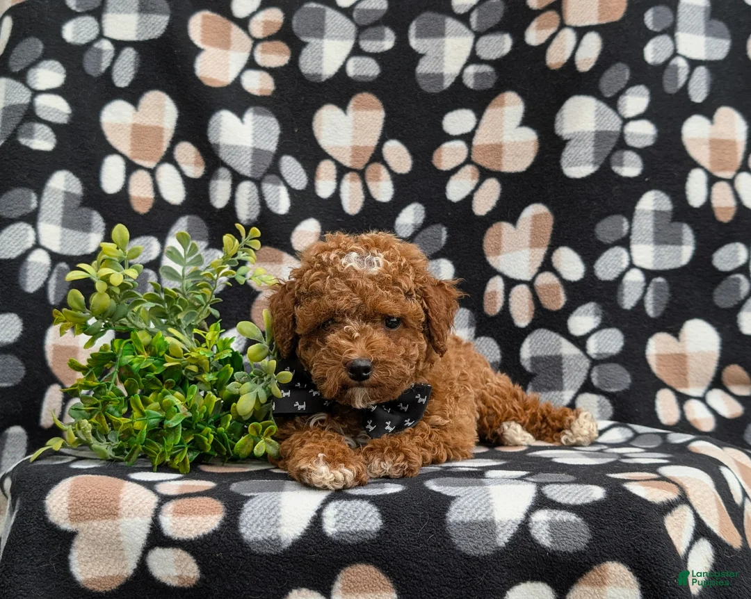 Toy Poodle dogs for sale: Walker 8 lbs Full Grown - Ad 6
