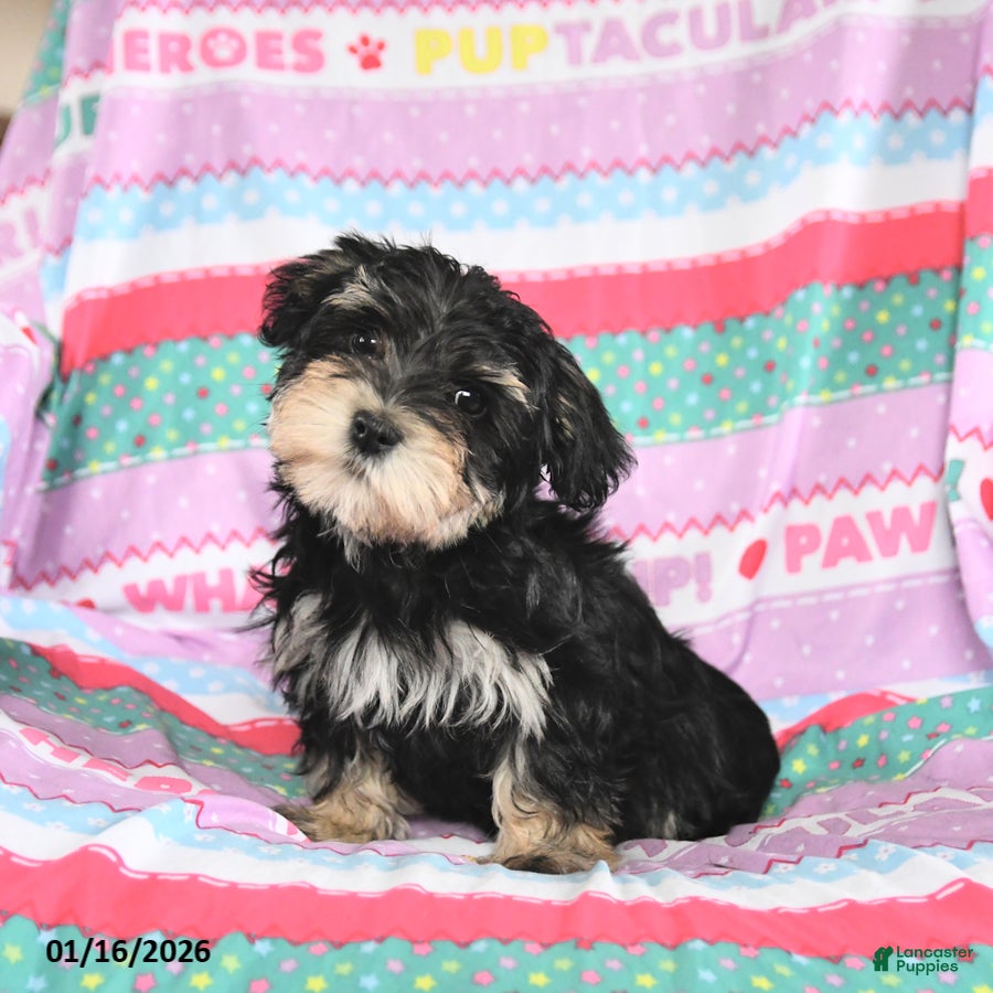 Maltese dogs Mikey - Ad 2