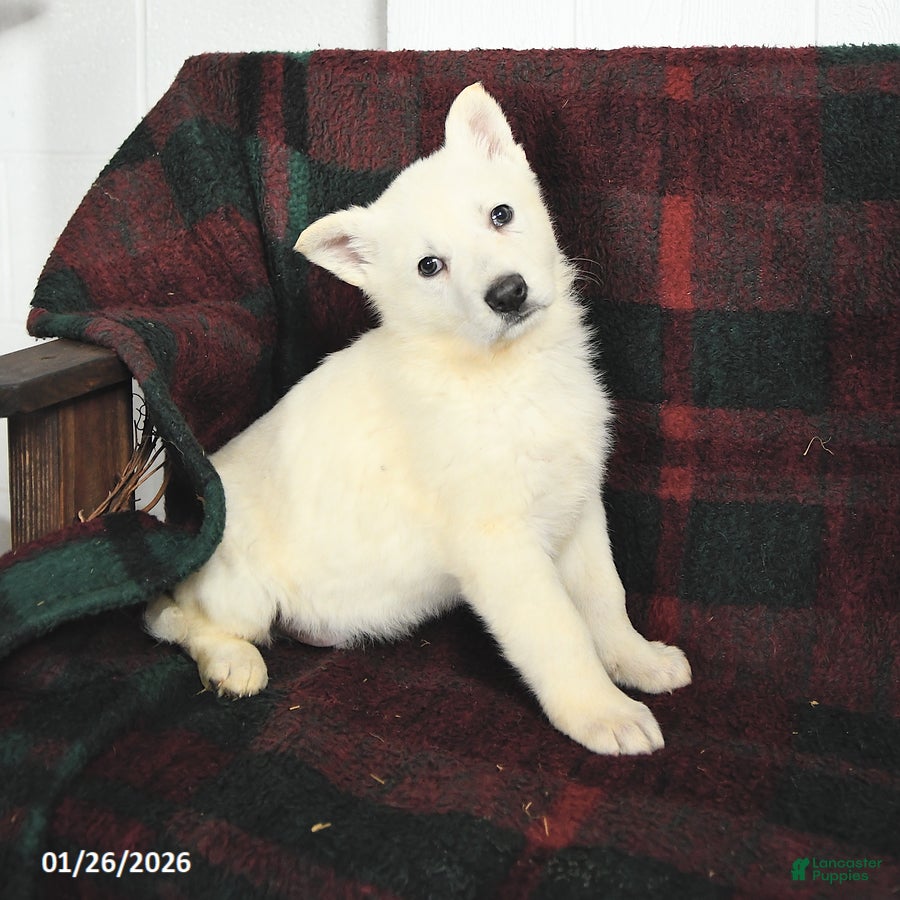 German Shepherd dogs Frosty - Ad 11