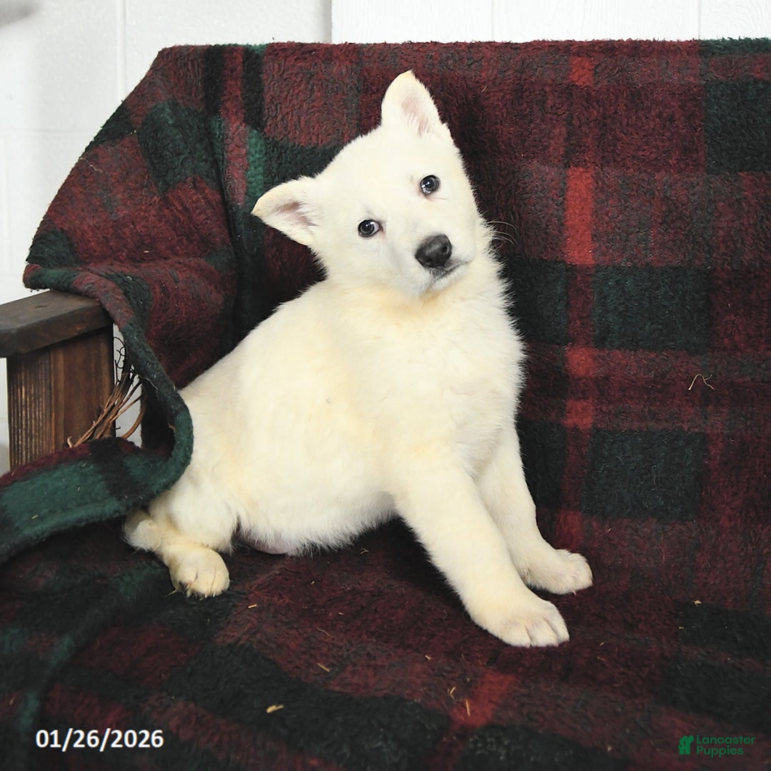 German Shepherd dogs for sale: Frosty - Ad 1