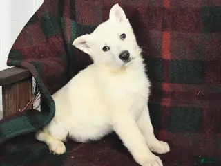 German Shepherd dogs Frosty - Ad 28