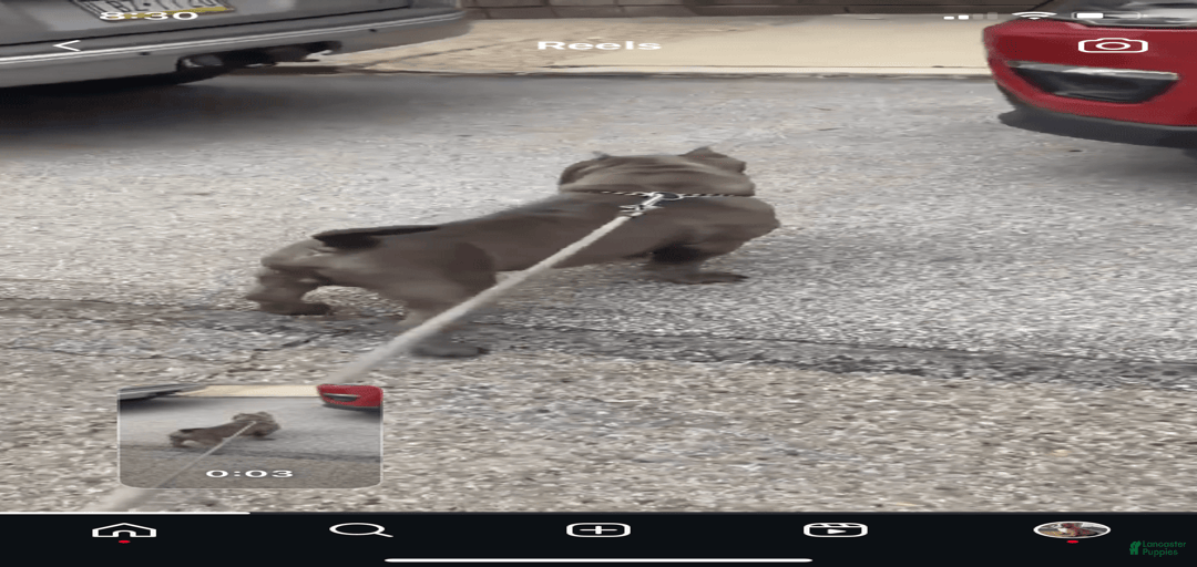 Gallery Image {{count}}