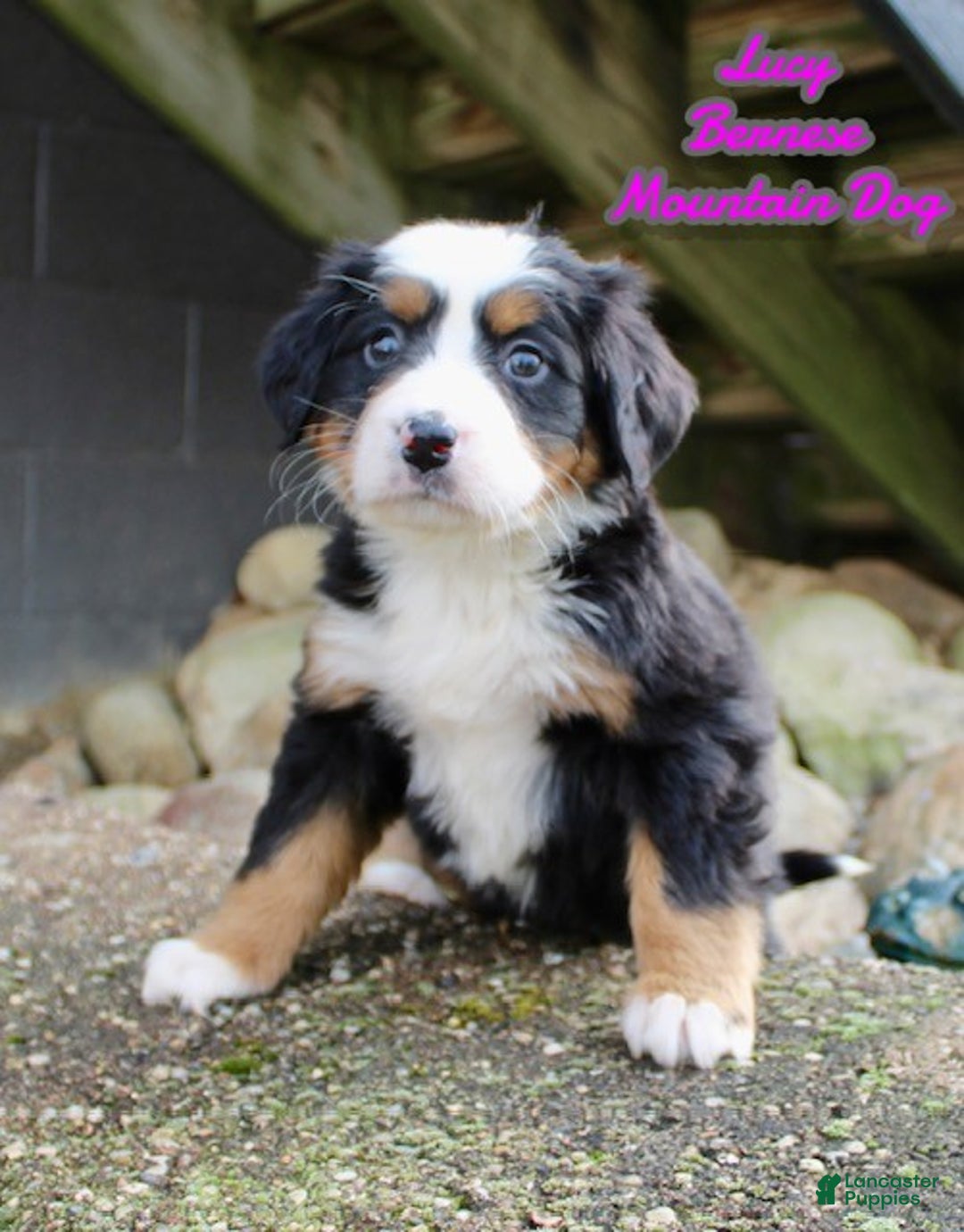 Bernese Mountain Dog dogs for sale: Lucy - Ad 1