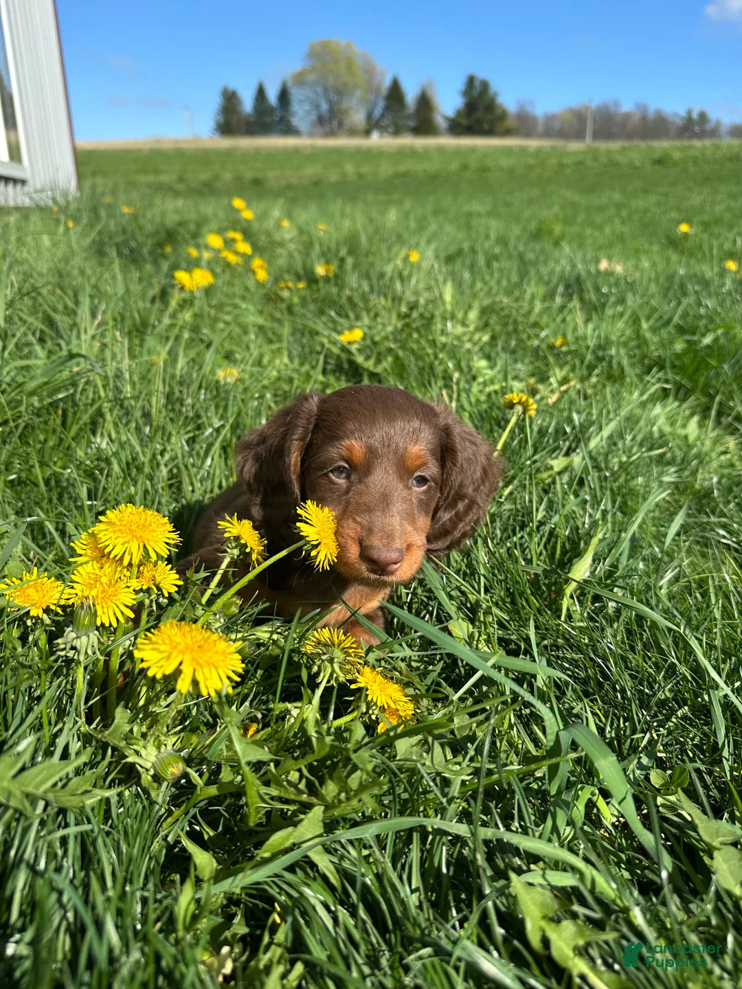 Miniature Dachshund dogs for sale: Brutus  - Ad 9