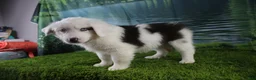 Miniature Australian Shepherd dogs for sale: Irene - Ad 15