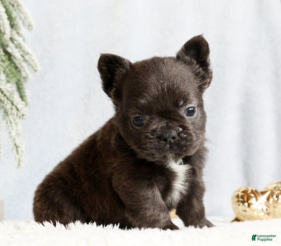 French Bulldog dogs for sale: Hank - Ad 4