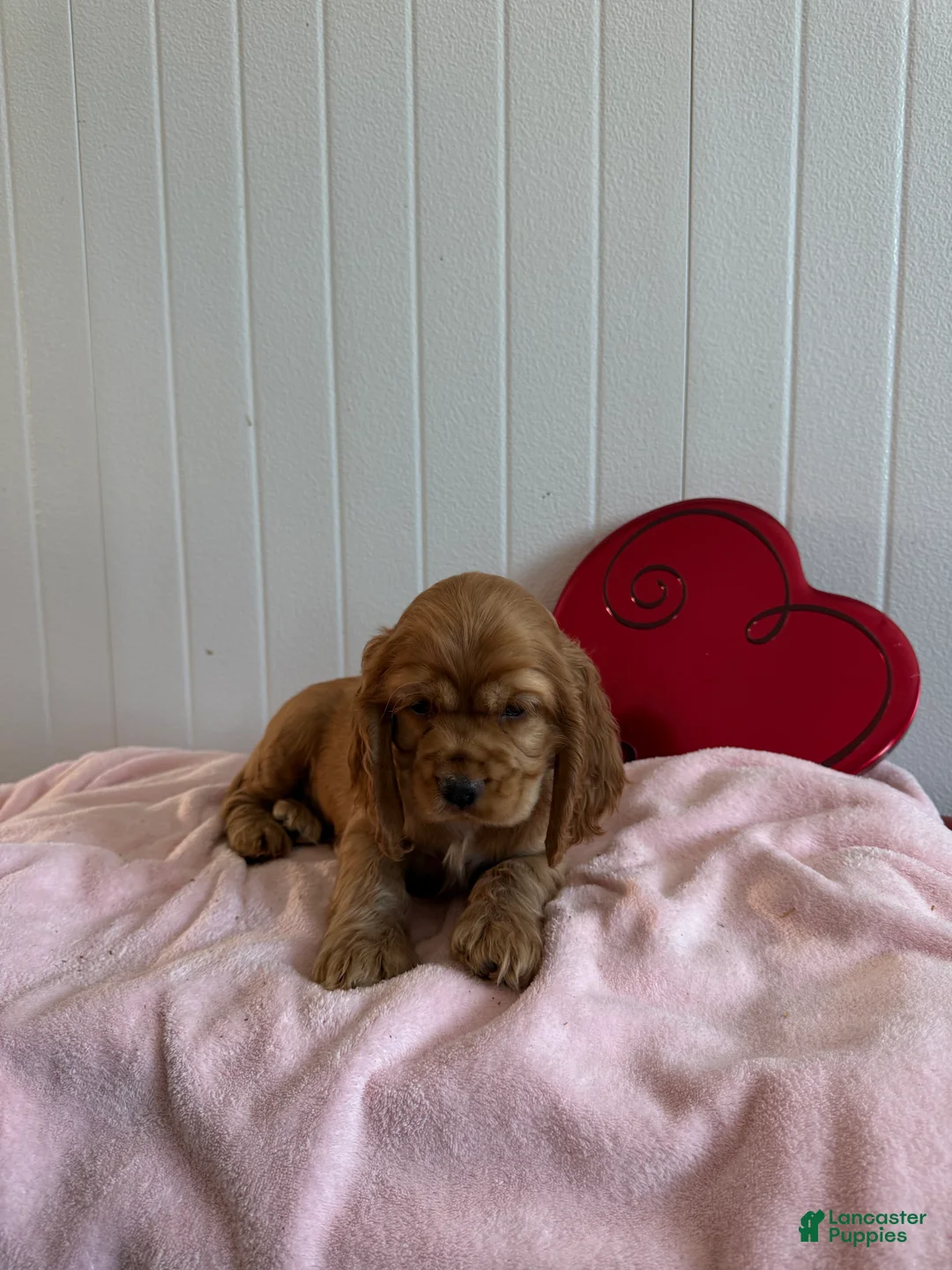 Cocker Spaniel dogs for sale: Archie - Ad 1
