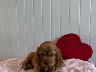 Cocker Spaniel dogs Archie - Ad 28