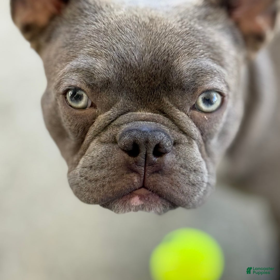 French Bulldog dogs for sale: Coltraine - Ad 3