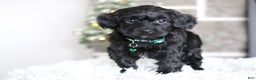 Yorkiepoo dogs for sale: Sutton - Ad 7