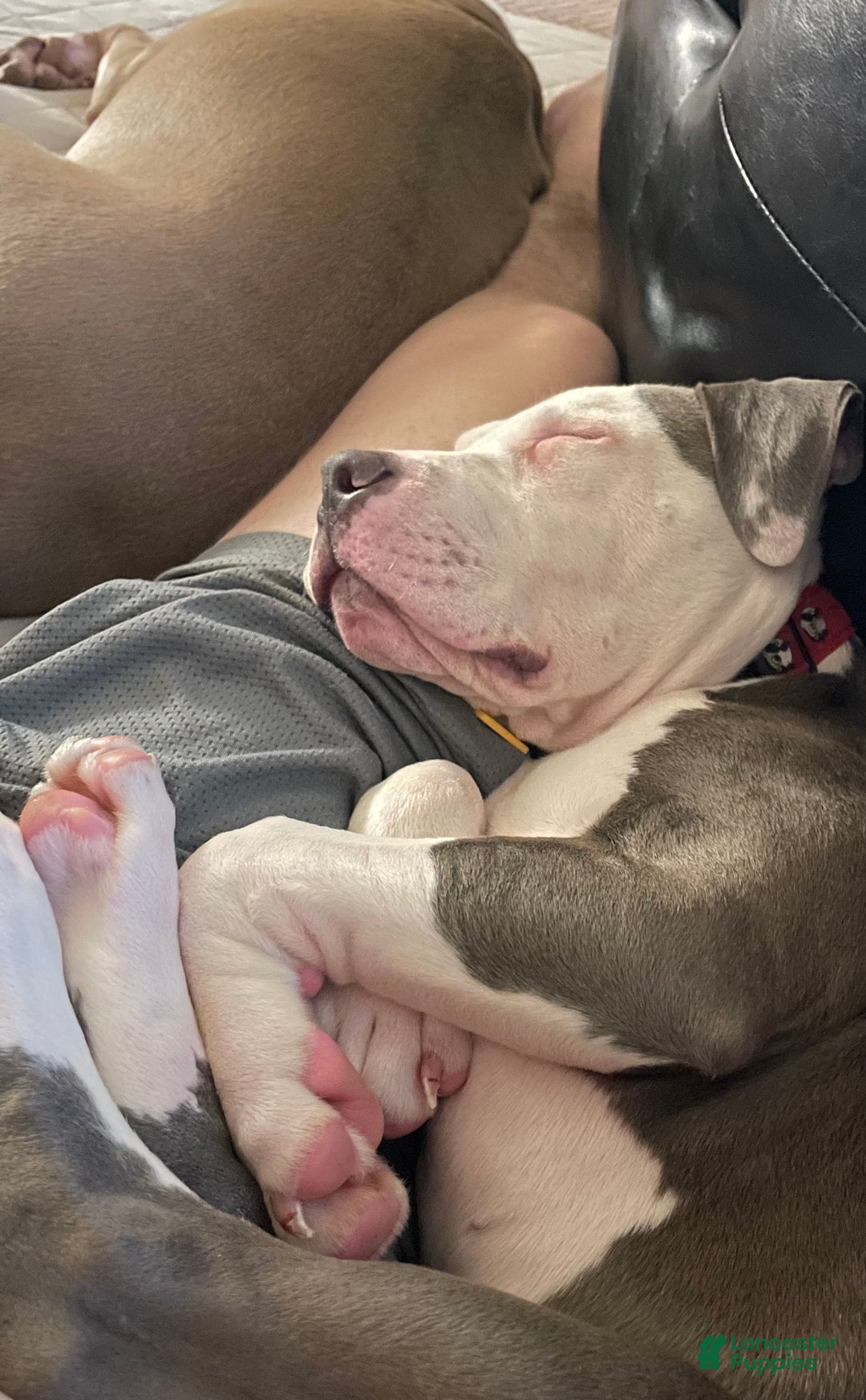 American Pit Bull Terrier dogs for sale: American Pit Bull Terrier Puppy 2 - Ad 2