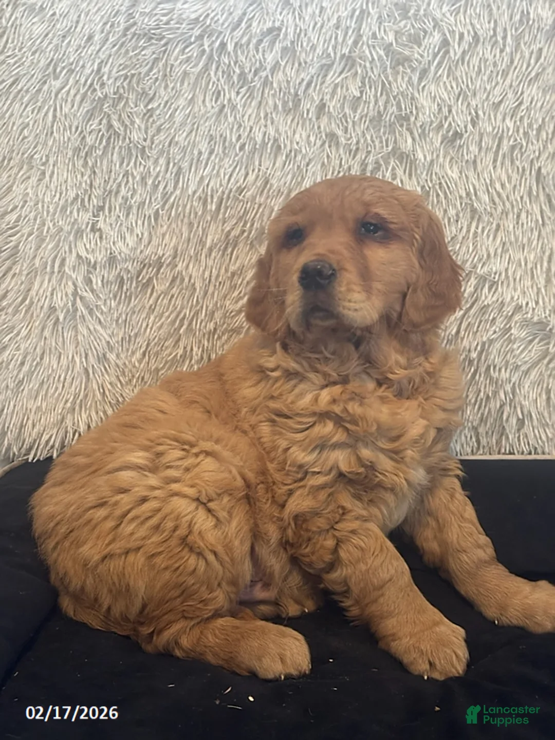 Golden Retriever dogs for sale: Chase - Ad 2
