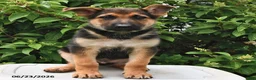 German Shepherd dogs for sale: Captain - Ad 2