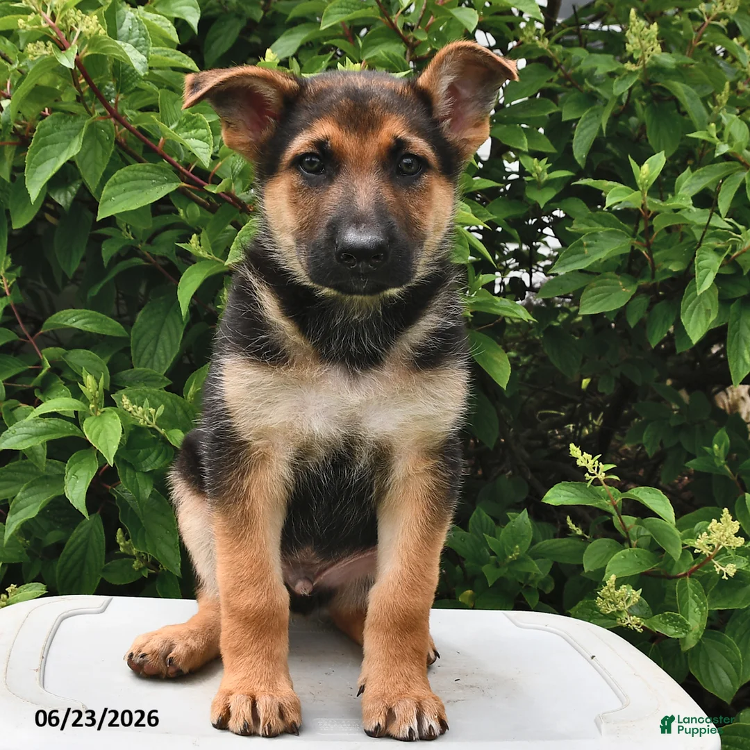 German Shepherd dogs for sale: Captain - Ad 2