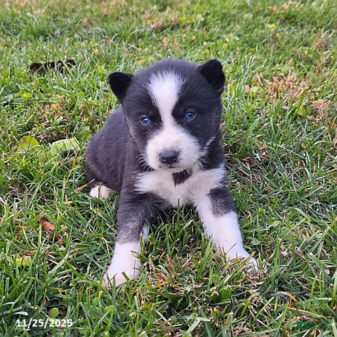 Gerberian Shepsky dogs for sale: Henry - Ad 4