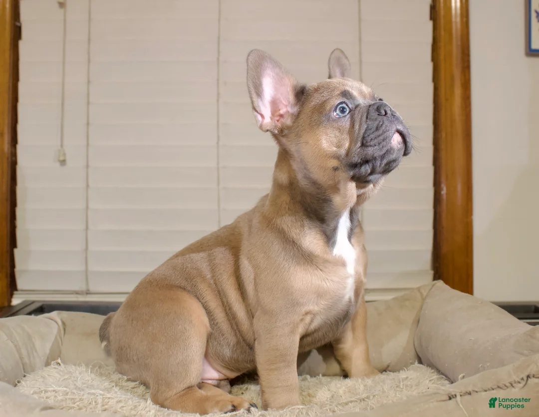 French Bulldog dogs for sale: Toro - Ad 1