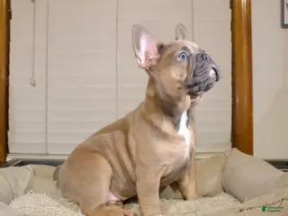 French Bulldog dogs for sale: Toro - Ad 2