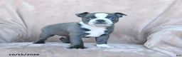 Boston Terrier dogs for sale: Elvis - Ad 4