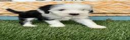 Mini Bernedoodle dogs for sale: Norris - Ad 3