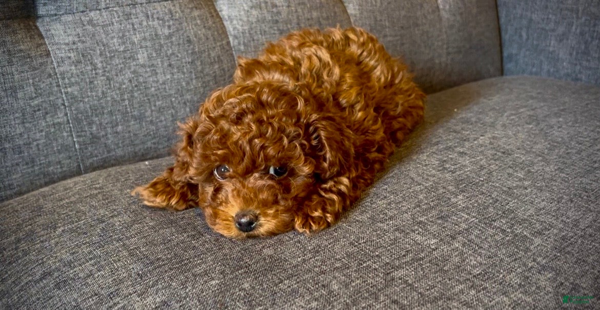 Toy Poodle dogs Dorthy Teacup Both Parents Live Here - Ad 25