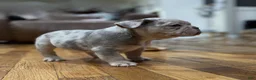 French Bulldog dogs for sale: PorkChop - Ad 1