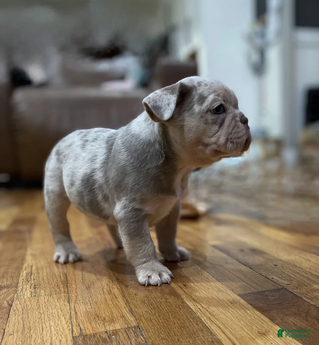 French Bulldog dogs for sale: PorkChop - Ad 1