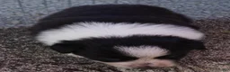 Border Collie dogs for sale: RORY - Ad 5