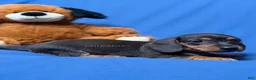 Miniature Dachshund dogs for sale: Smooth coat black & tan male AKC  - Ad 3