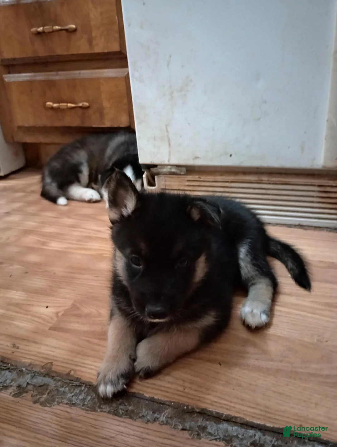 Mixed Breed dogs for sale: Mixed Breed 2 - Ad 1