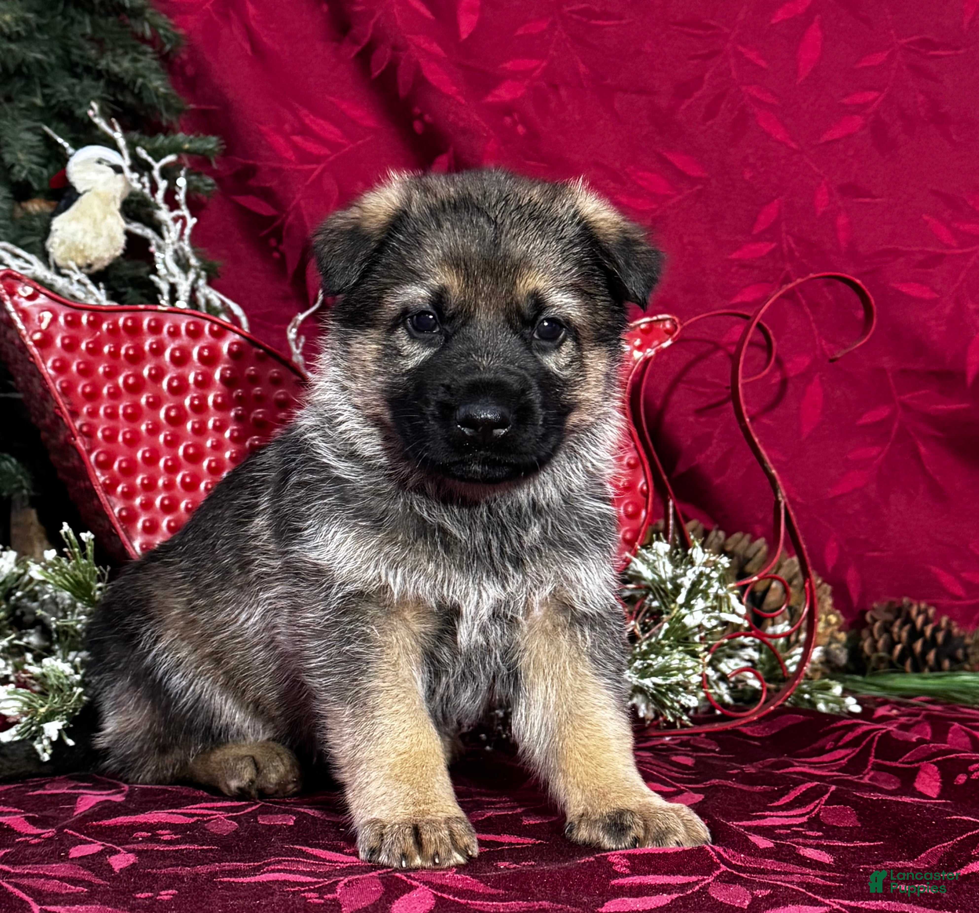 German Shepherd dogs Oakley - Ad 27