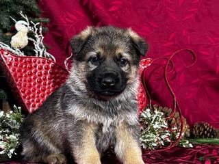 German Shepherd dogs Oakley - Ad 28