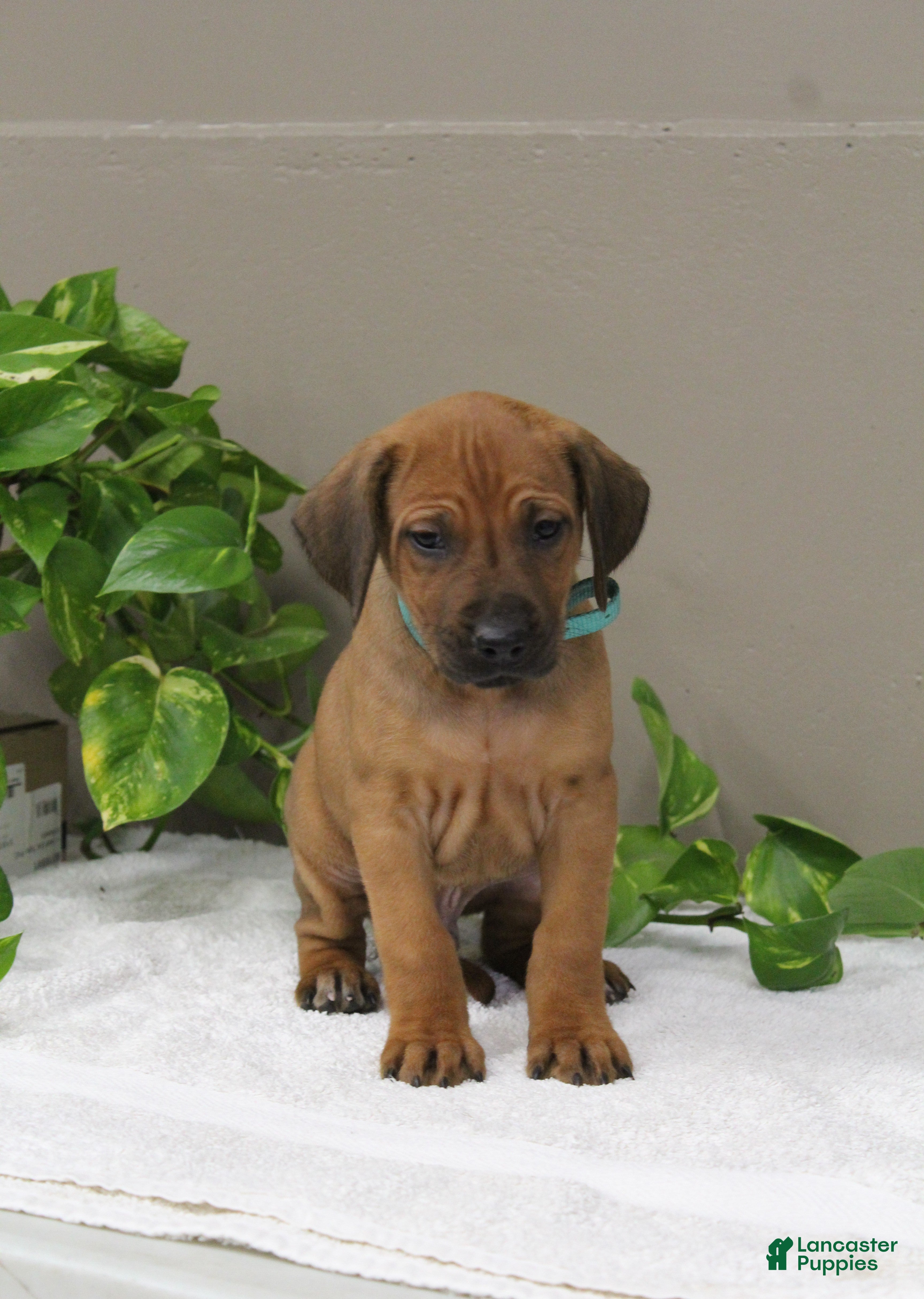 Rhodesian Ridgeback dogs Bennett - Ad 8