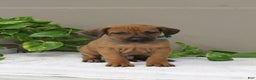 Rhodesian Ridgeback dogs for sale: Bennett - Ad 1