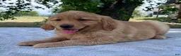Golden Retriever dogs for sale: Dumpling - Ad 2