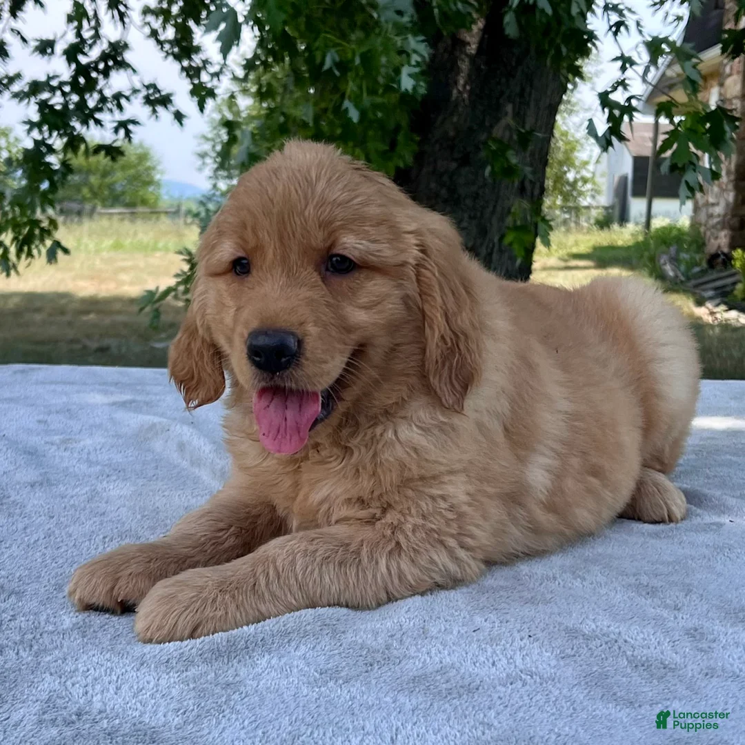 Golden Retriever dogs for sale: Dumpling - Ad 2